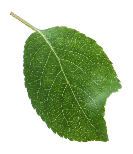 Bir yeşil elma yaprağı beyaza izole edilmiş.