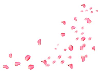 Beyaz arka planda uçuşan güzel çiçek yaprakları