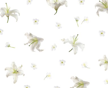 Güzel zambak çiçekleri ve kiraz çiçekleri beyaz arkaplana doğru düşüyor.