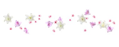 Beyaz arka planda uçuşan güzel narin çiçekler