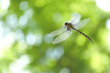 Bulanık yeşil arka plana karşı havada yusufçuk