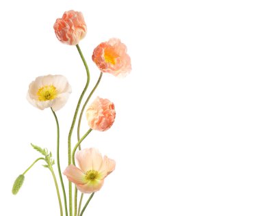 Beyaz tenli güzel gelincikler. Narin çiçekler.