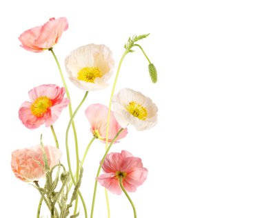 Beyaz tenli güzel gelincikler. Narin çiçekler.