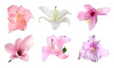 Beyaz arka planda güzel narin çiçekler. Gladiolus, zambak ve manolya