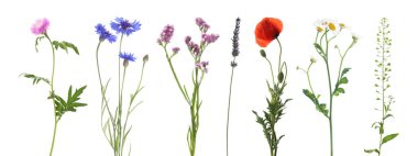 Gelincik ve diğer çayır çiçekleri beyaz sette izole edilmiş.