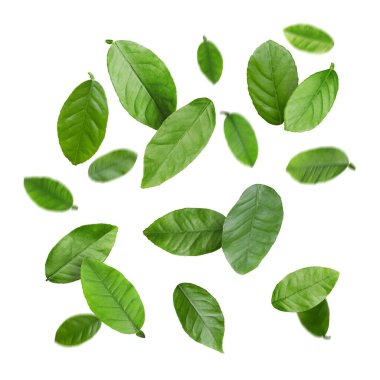 Beyaz arka planda yeşil narenciye yaprakları uçuşuyor