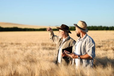 Olgun buğdaylı çiftçiler açık havada, metin için alan