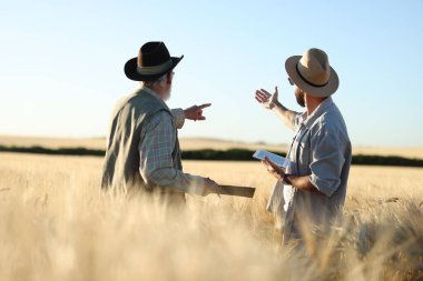 Olgun buğdaylı tarlada çiftçiler, arka manzara