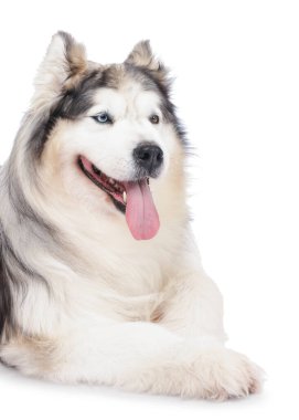 Beyaz arka planda güzel Alaska malamute köpeği