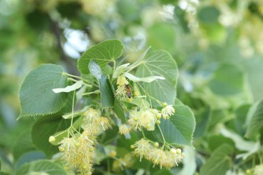 Yaprakları ve çiçekleri olan ıhlamur ağacı dalı, yakın plan.