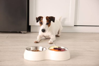 Şirin köpek ve evde taze doğal ürünlerle dolu kaseler, seçici bir odak noktası.