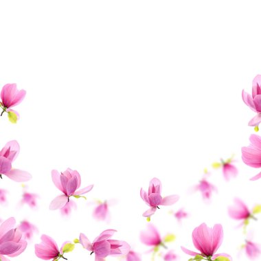 Beyaz arka planda uçan güzel manolya çiçekleri