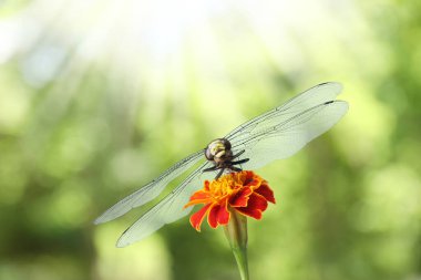 Çiçeğin üzerinde oturan yusufçuk bulanık yeşil arka planda