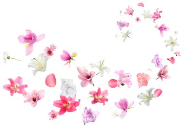 Beyaz arka planda uçan güzel narin çiçekler ve taç yaprakları.