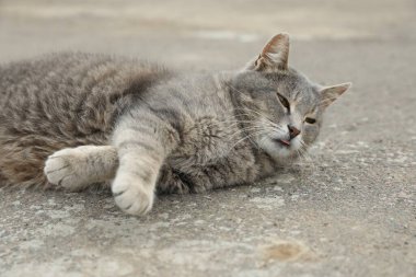Dışarıda yalnız başıboş bir kedi. Evcil hayvan sorunu