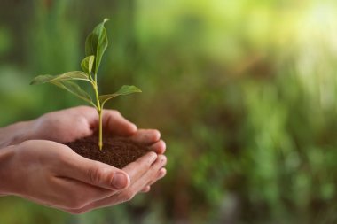 Ağaç dikiyorum. Dışarıda tohum tohumu tutan bir adam, yakın plan. Metin için boşluk