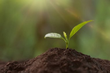 Ağaç dikiyorum. Tohumlar taze toprakta yetişiyor, yakın plan. Metin için boşluk
