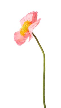 Güzel bir gelincik çiçeği beyazda izole edilmiş