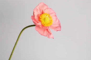 Gri arka planda güzel bir gelincik çiçeği, yakın plan.