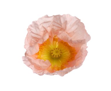 Güzel bir gelincik çiçeği tomurcuğu beyazda izole edilmiş