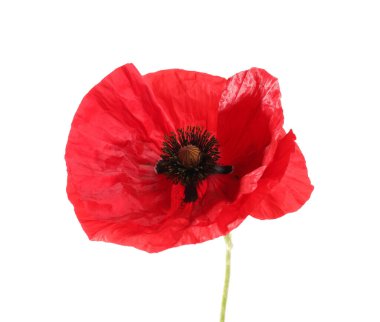 Güzel bir gelincik çiçeği beyazda izole edilmiş