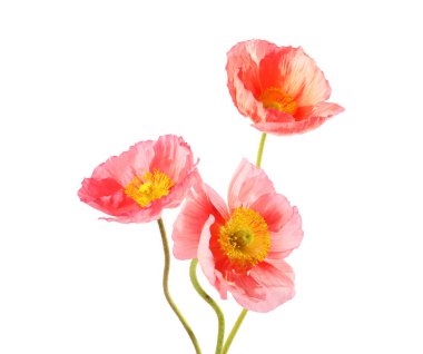 Üç güzel gelincik çiçeği beyazda izole edilmiş