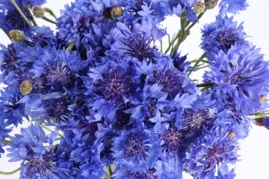 Beyaz arka planda güzel mavi çiçek buketi, yakın plan.