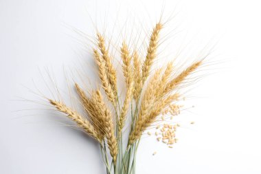 Beyaz arka planda buğday filizi ve tohumlar düz.