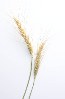 Beyaz arka planda buğday çıkıntıları, düz yatış