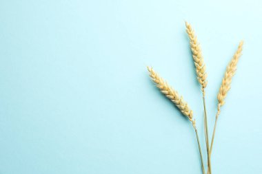 Açık turkuaz arka planda bir sürü buğday çivisi, düz bir zemin. Metin için boşluk