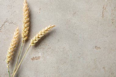 Açık gri masadaki buğday çivileri düzdü. Metin için boşluk