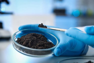 Bilim adamı, laboratuardaki beyaz masada araştırma yapmak için toprak örneği alıyor.