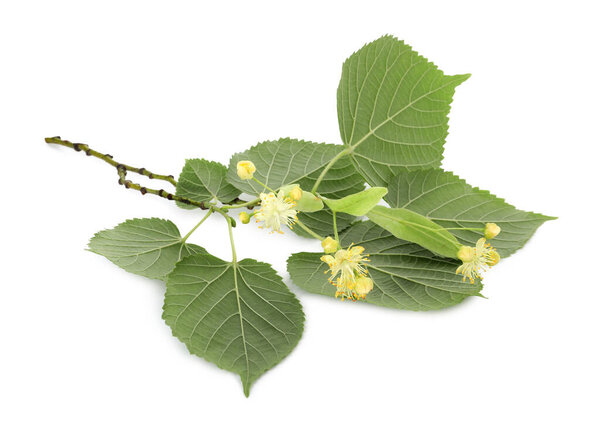 Linden branch with beautiful flowers and leaves isolated on white