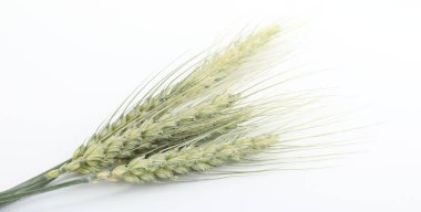 Beyaz arka planda birçok yeşil buğday çivisi