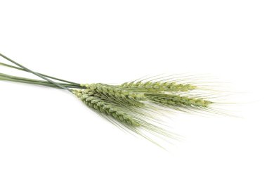 Birçok yeşil buğday, beyaza izole edilmiş.