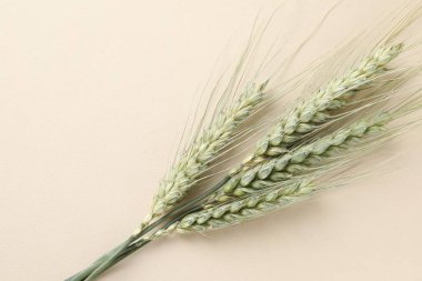 Bej arka planda bir sürü yeşil buğday çivisi, üst manzara. Metin için boşluk