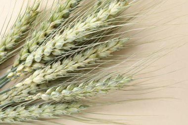Bej arka planda birçok yeşil buğday sivri uçlu, yakın plan