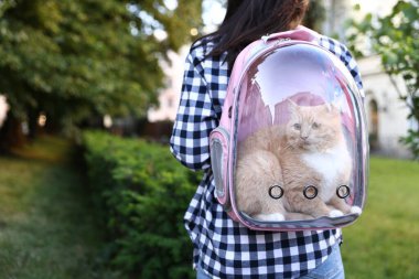 Sırt çantasında kedisi olan bir kadın parkta, yakın plan.