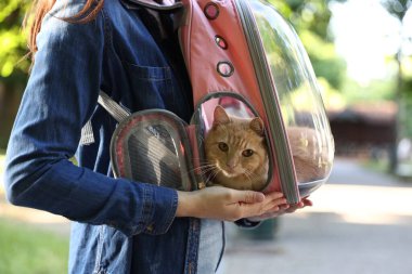Sırt çantasında kedisi olan bir kadın parkta, yakın plan.