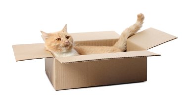 Beyaz arka planda karton kutuda şirin turuncu kedi.