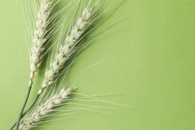 Arka planda yeşil buğday dalları, üst manzara. Metin için boşluk