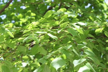 Arka planda yeşil yaprakları olan güzel ağaç taç, yakın plan.