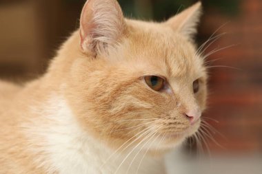 Evdeki sevimli kızıl kedi, yakın plan. Sevimli hayvan.