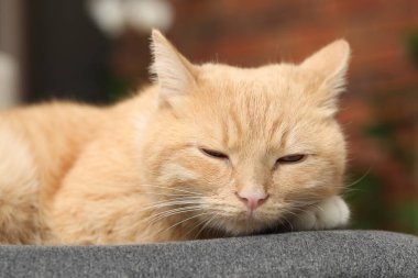 Evdeki sandalyeye uzanmış sevimli kızıl kedi, yakın plan.