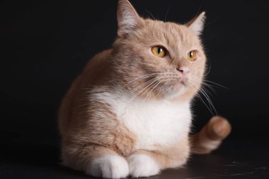 Siyah arka planda sevimli kızıl kedi. Sevimli hayvan.