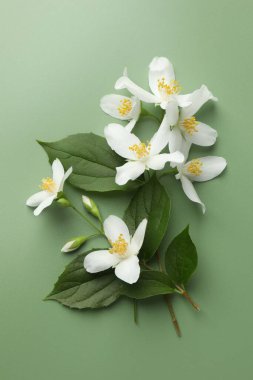 Güzel yasemin çiçekleri ve yeşil arka planda yapraklar, düz uzanmış