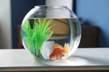 Yuvarlak akvaryumdaki güzel akvaryumdaki balıklar beyaz masada, yakın plan.