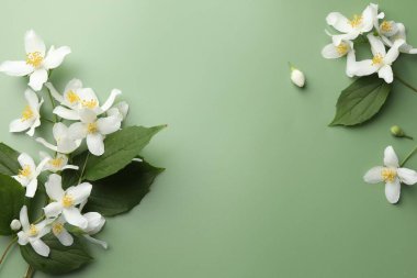 Güzel yasemin çiçekleri ve yeşil arka planda yapraklar, düz uzanmış. Metin için boşluk