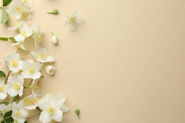 Güzel yasemin çiçekleri bej arka planda, düz yerde. Metin için boşluk