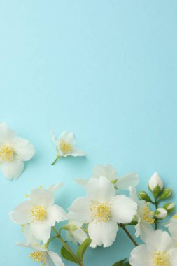 Açık mavi arka planda güzel yasemin çiçekleri, düz uzanmış. Metin için boşluk